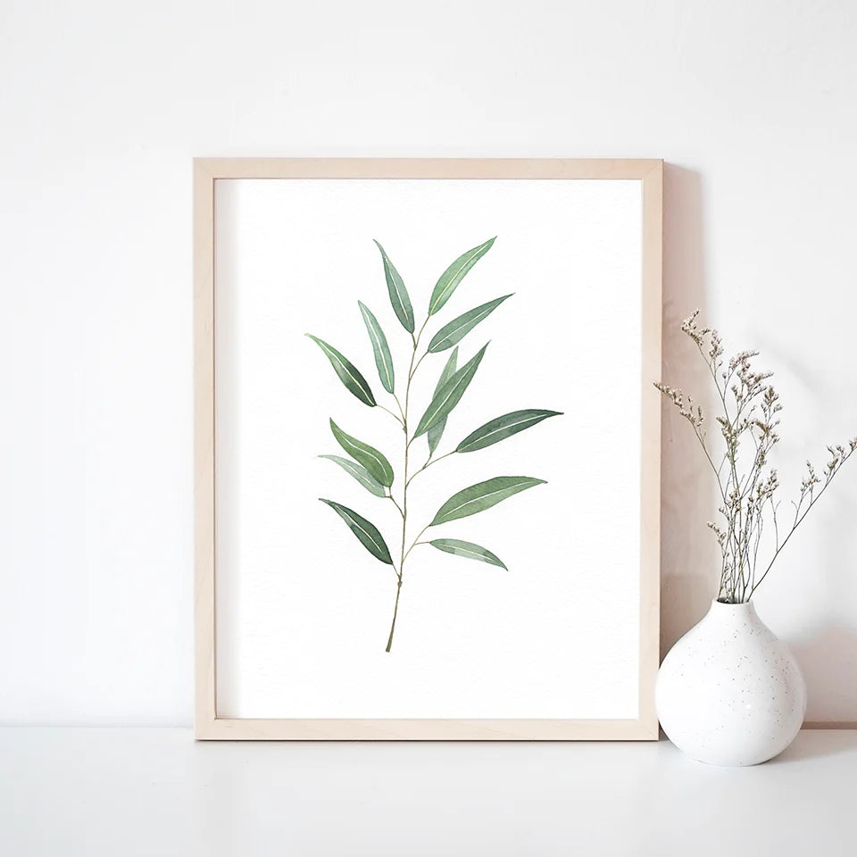 Aquarelle : Eucalyptus